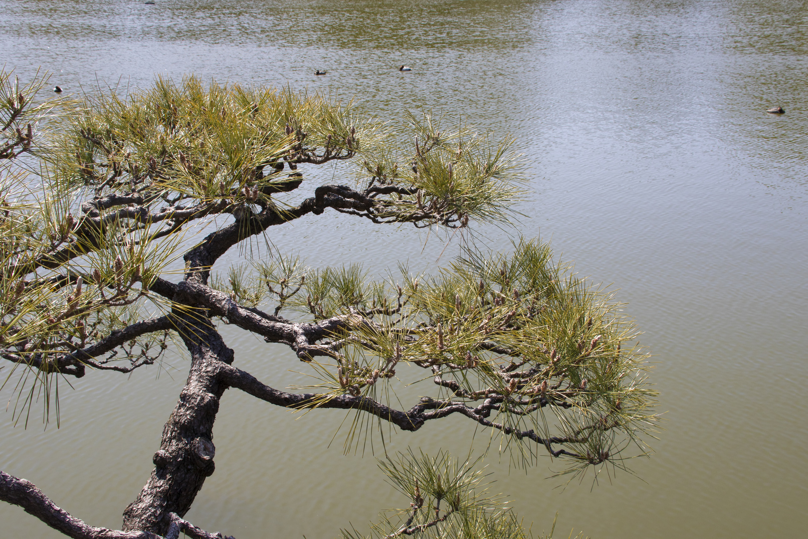 Japanese Garden-2