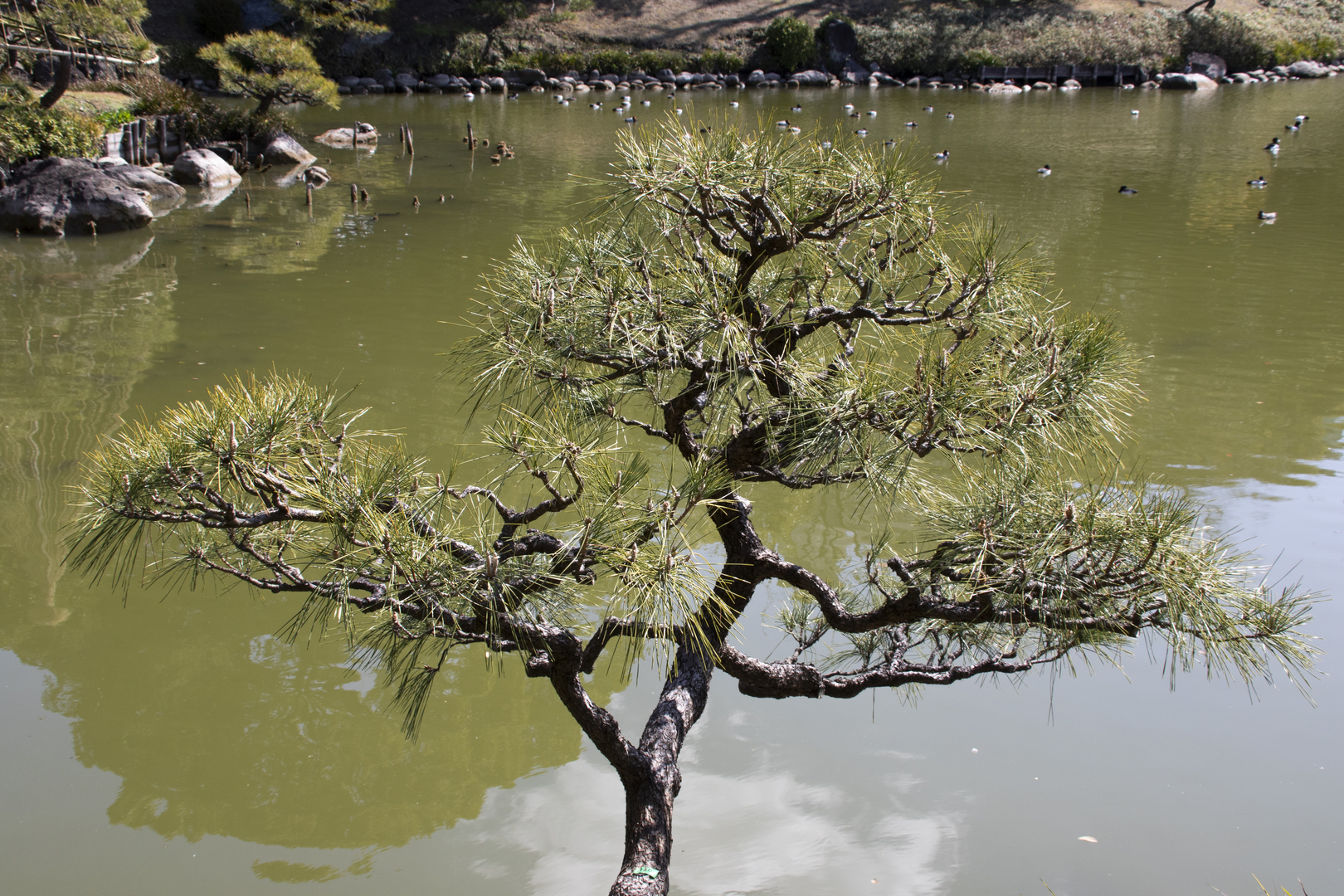 Japanese Garden-4