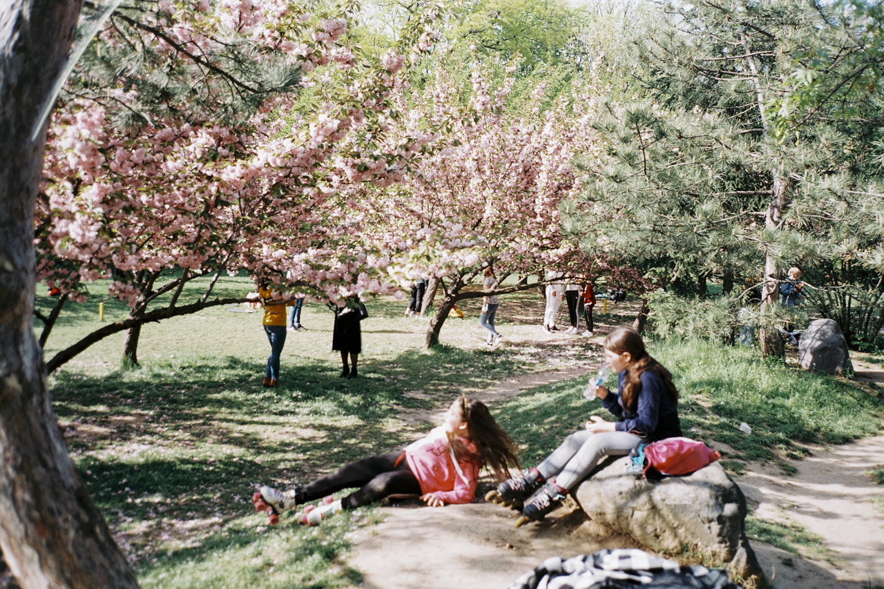 Japanese garden 