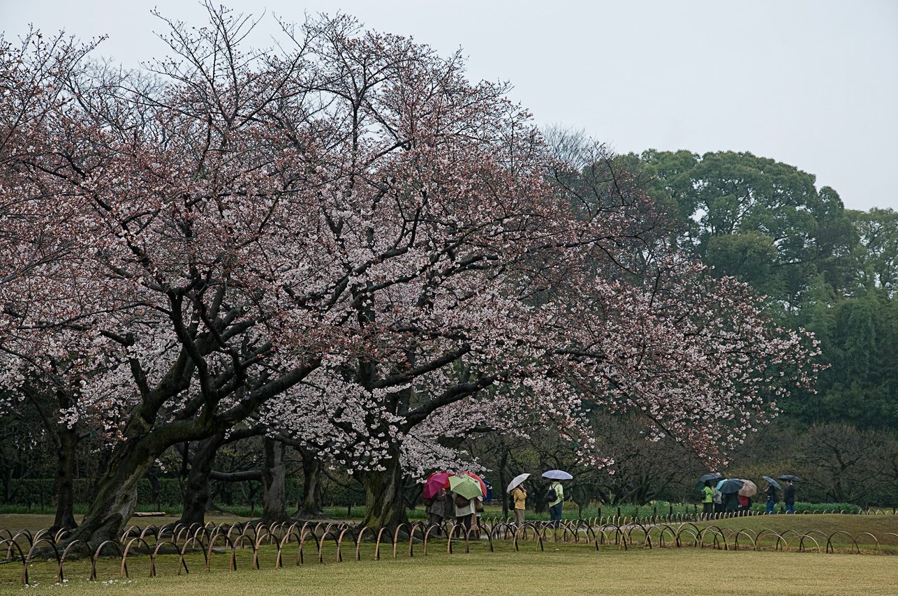 Japanese Garden - Korakuen / Okayama