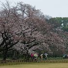 Japanese Garden - Korakuen / Okayama