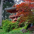 Japanese Garden, SFO