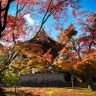 Japanese Gardens