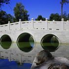 Japanese Gardens at Huntington Gardens, Los Angeles.