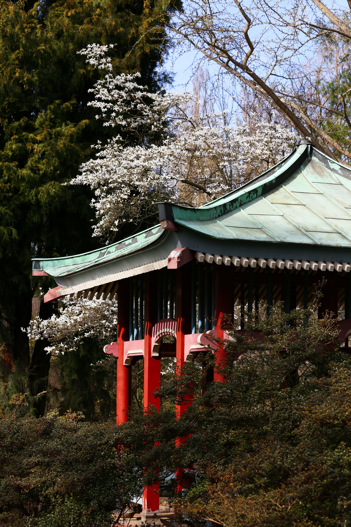 Japanese House with Magnolias