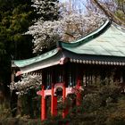 Japanese House with Magnolias