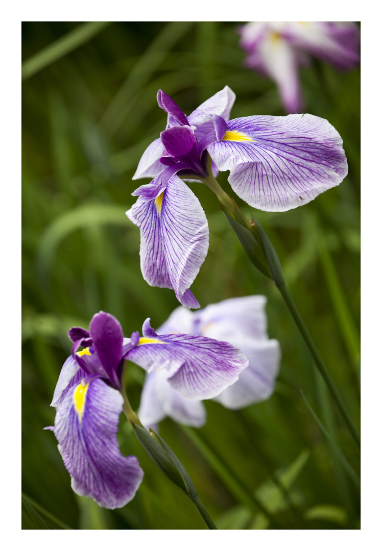 Japanese Iris-2