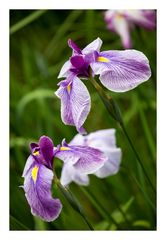 Japanese Iris-2