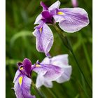 Japanese Iris-2