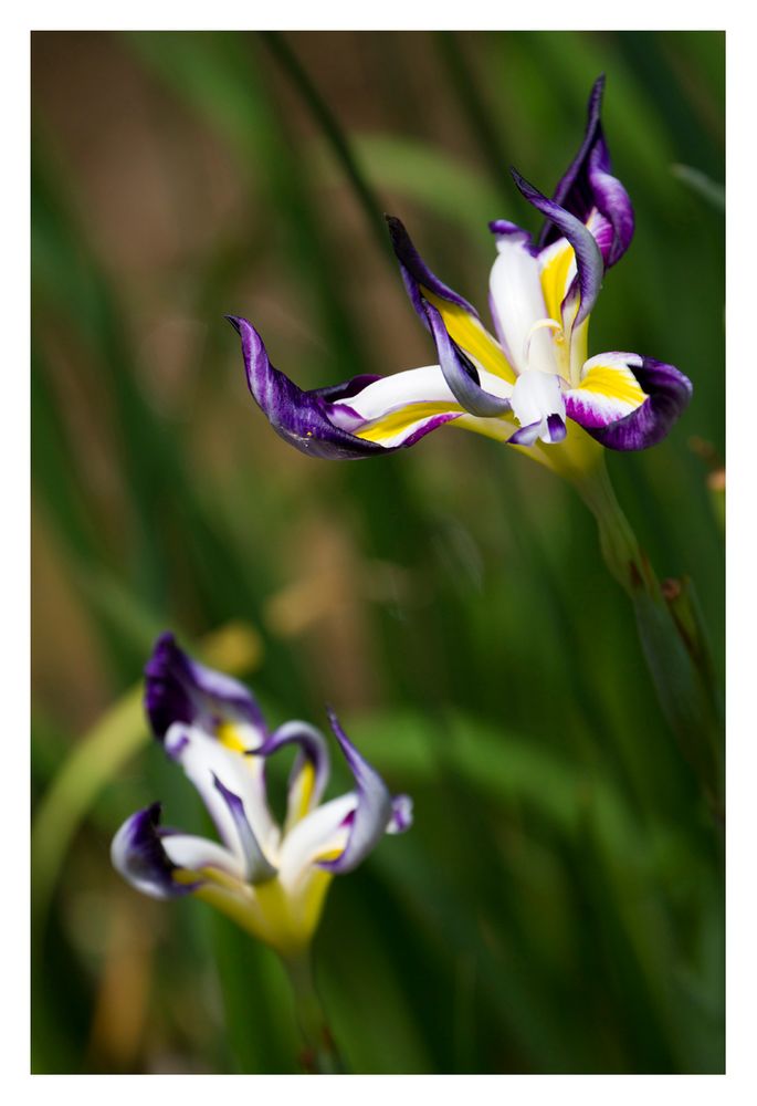 Japanese Iris-3