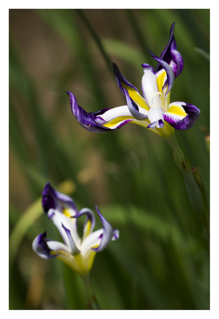 Japanese Iris-3