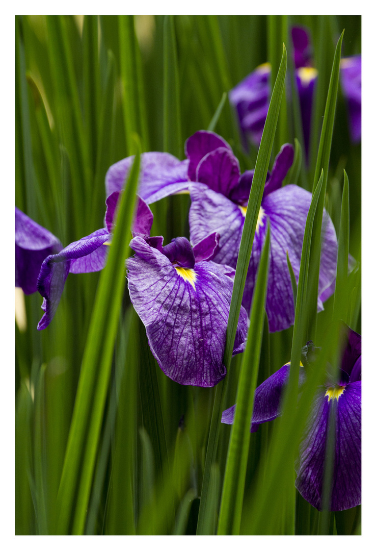 Japanese Iris-4