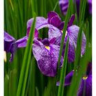 Japanese Iris-4