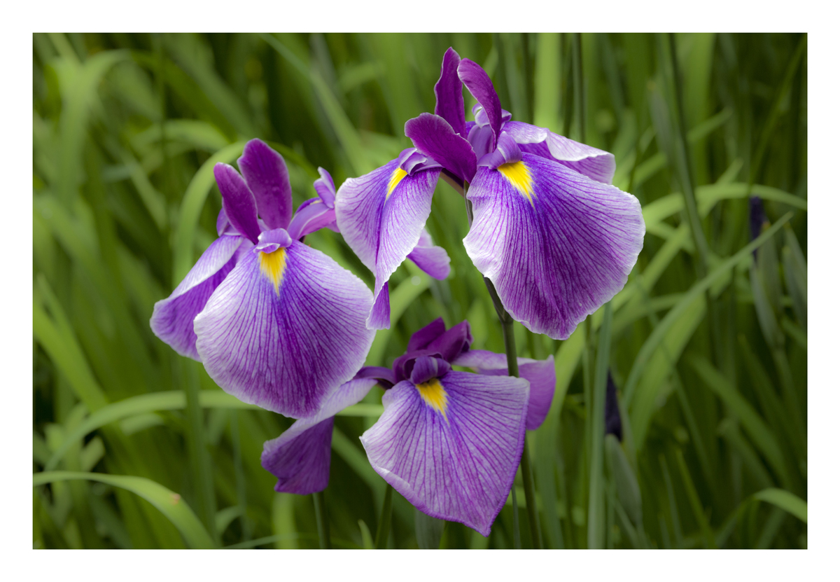 Japanese Iris