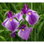 Japanese Iris