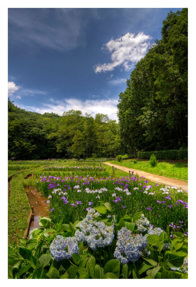 Japanese Iris garden