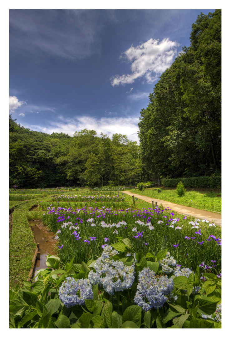 Japanese Iris garden