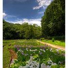 Japanese Iris garden