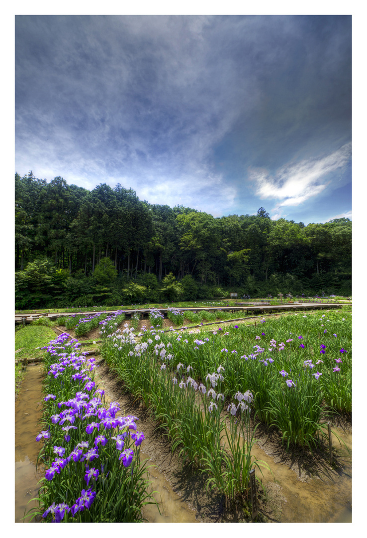 Japanese Iris garden-2