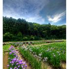 Japanese Iris garden-2