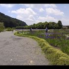 Japanese Iris Garden 2