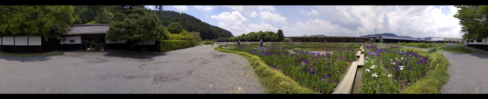 Japanese Iris Garden 2