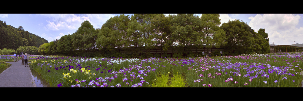 Japanese Iris Garden 3