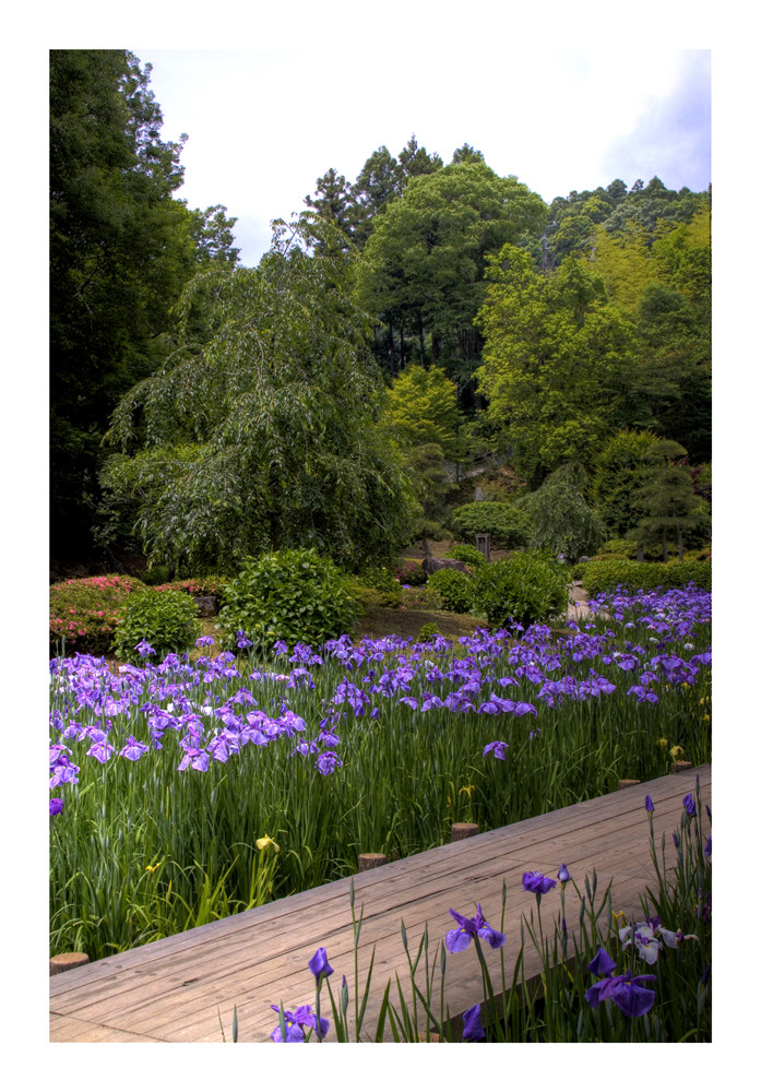 Japanese Iris Garden