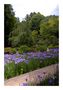 Japanese Iris Garden von Tad Kanazaki 