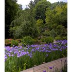 Japanese Iris Garden