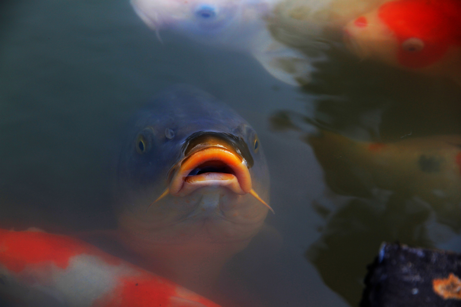 Japanese koi fish