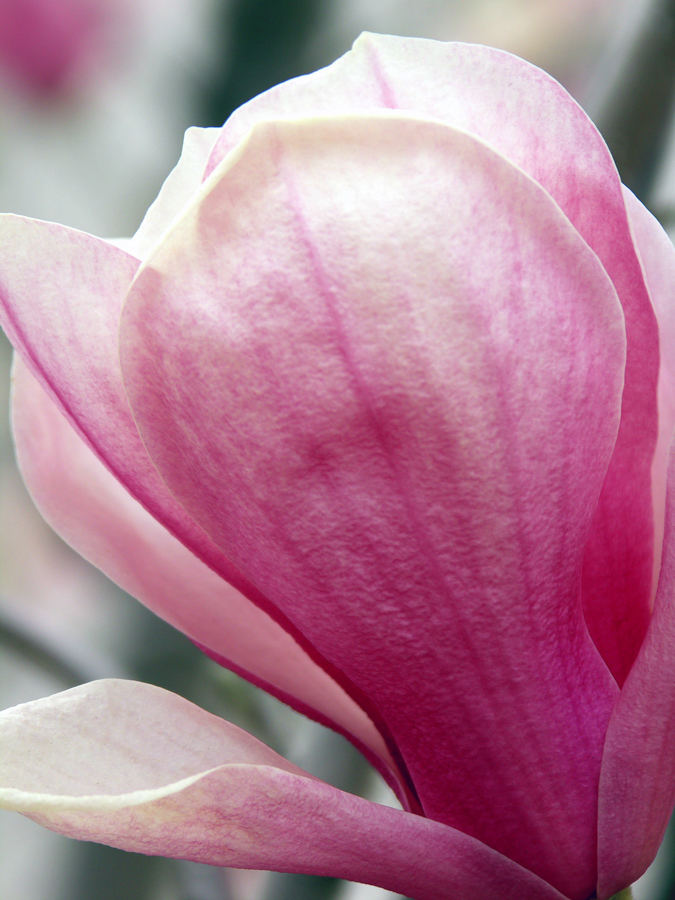 Japanese Magnolia