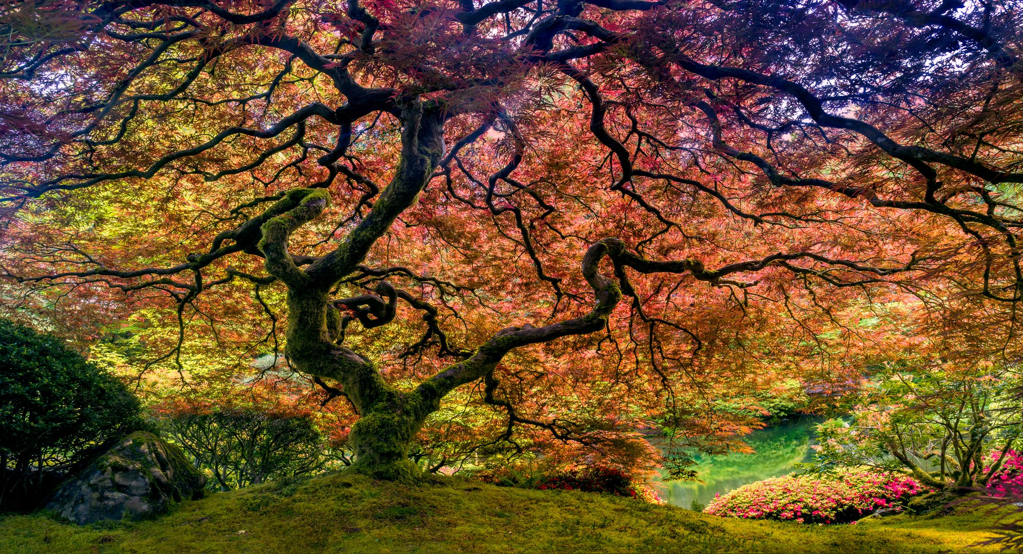 Japanese Maple