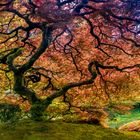 Japanese Maple