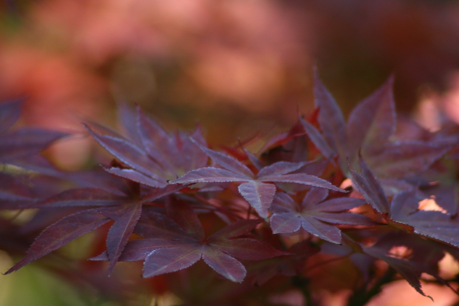 Japanese Maple