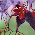 Japanese Maple in seed