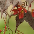 Japanese Maple in seed dark