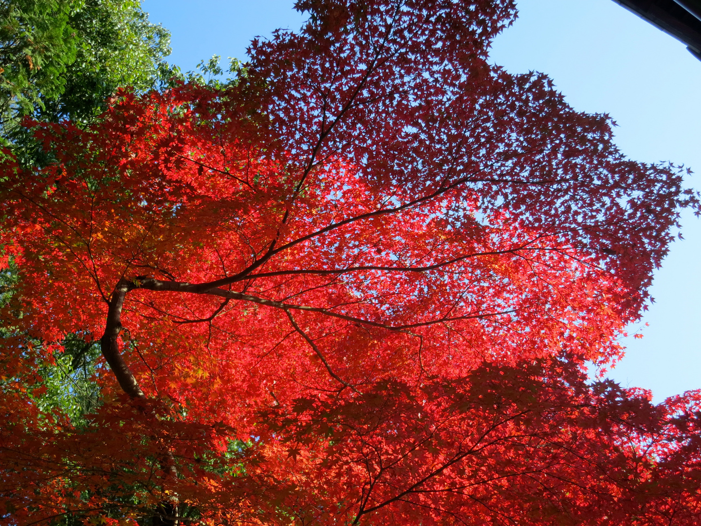 Japanese Maple leave changes