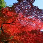 Japanese Maple leave changes