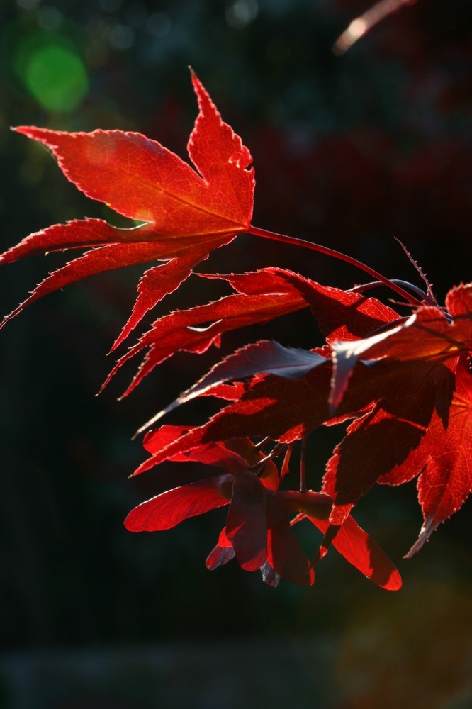 Japanese Maple Seed Pods