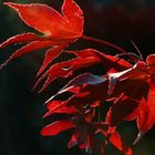 Japanese Maple Seed Pods