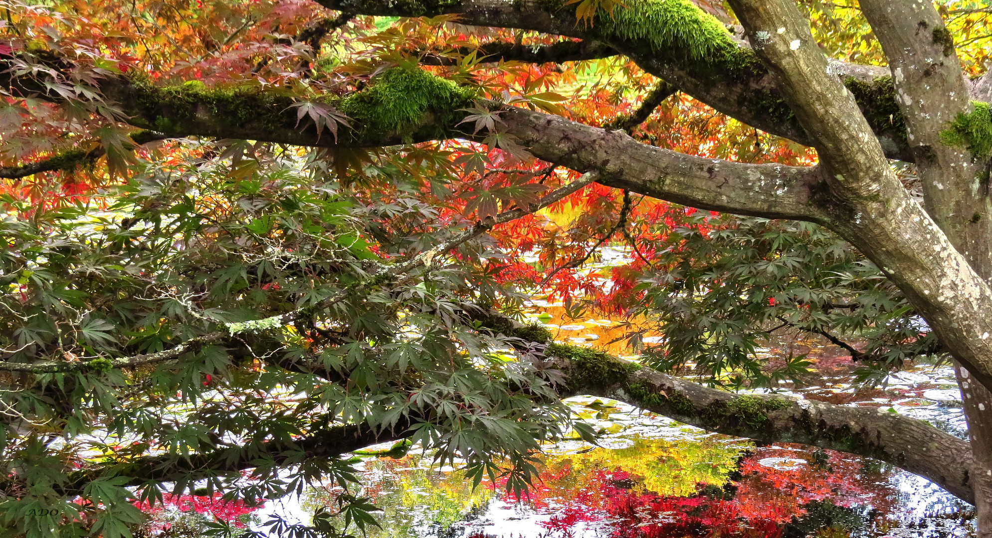 Japanese Maples  (2)