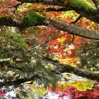 Japanese Maples  (2)