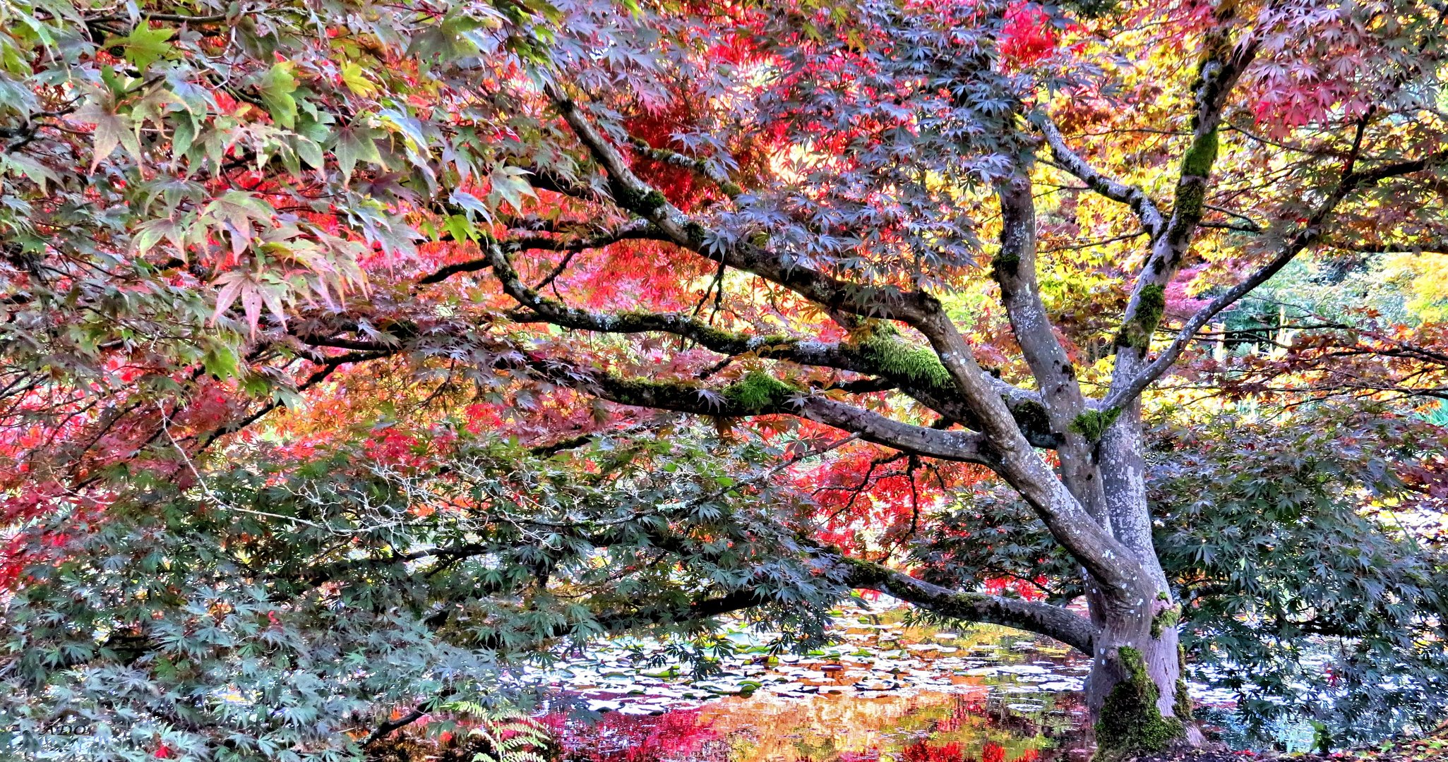 Japanese Maples