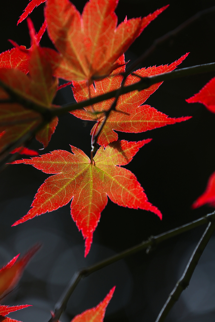 Japanese Marple - Acer japonicum