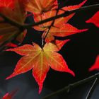 Japanese Marple - Acer japonicum