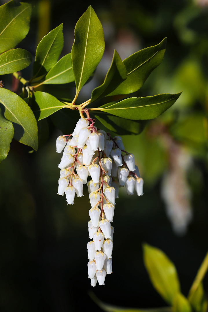 Japanese Pieris - Pieris Japonica