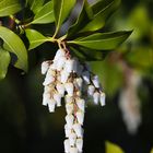 Japanese Pieris - Pieris Japonica