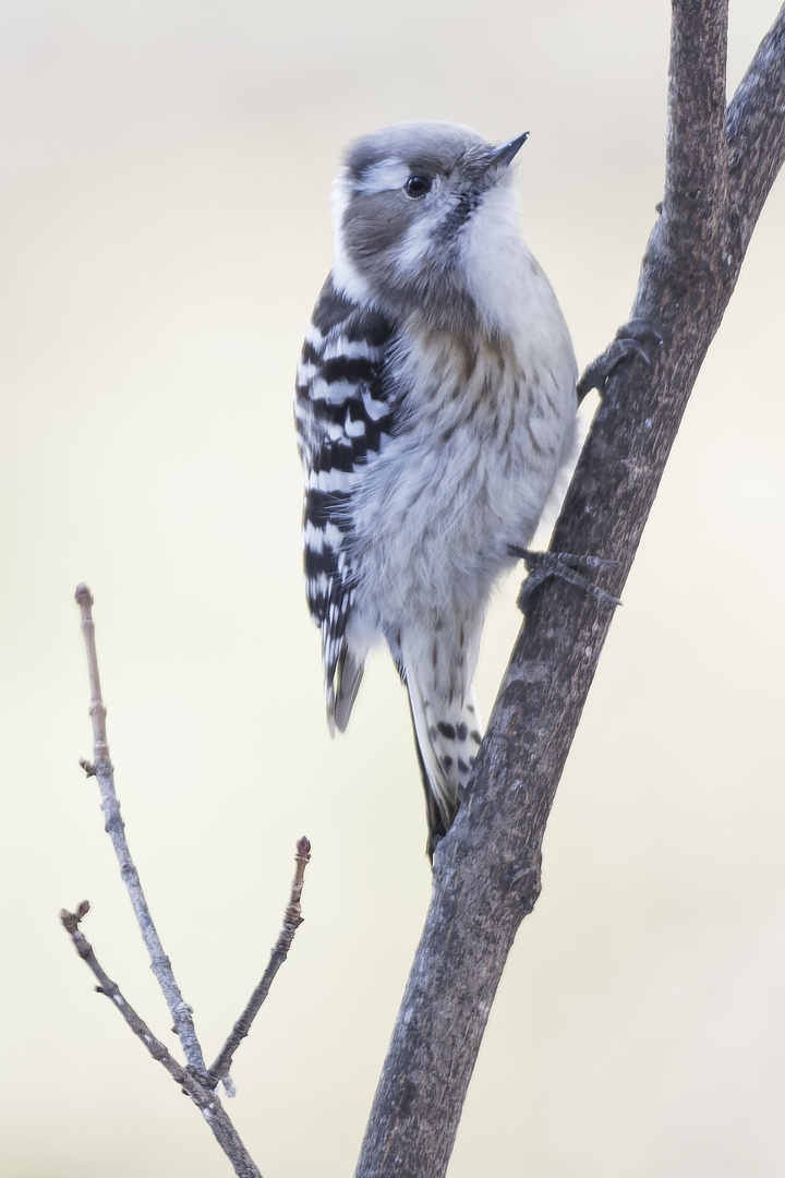 Japanese Pygmy Woodpecker