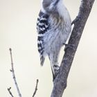 Japanese Pygmy Woodpecker